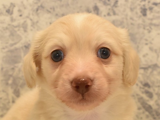 2024年1月18日生まれのハーフ犬の1枚目の写真
